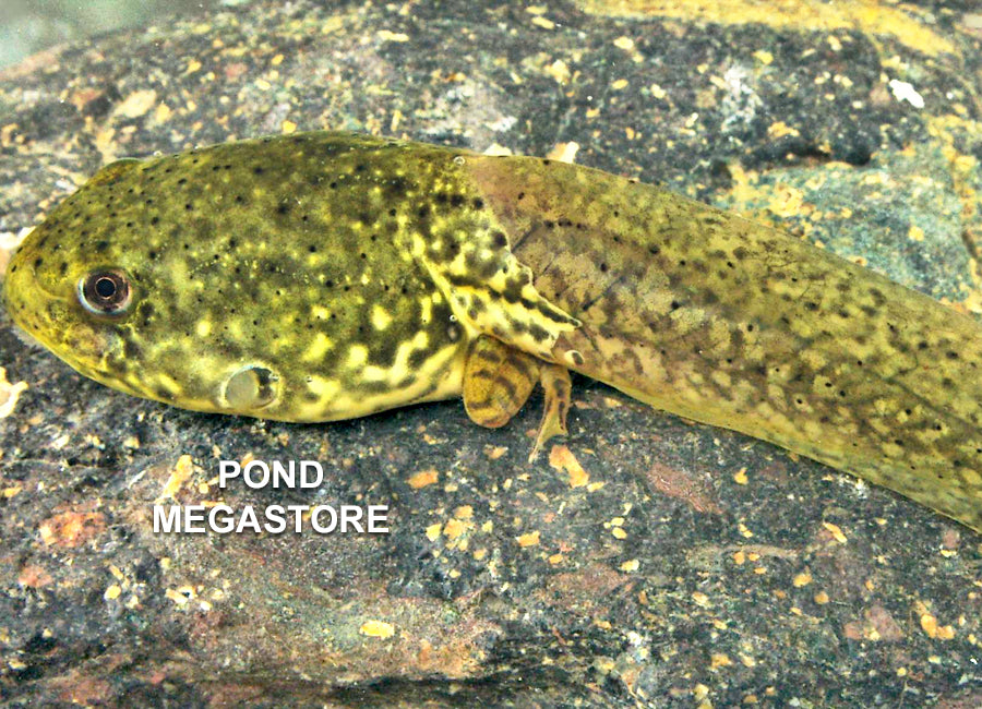Live Frog Tadpoles for sale <br> Tadpoles are for ponds <br> These wont live in tanks - pondmegastore