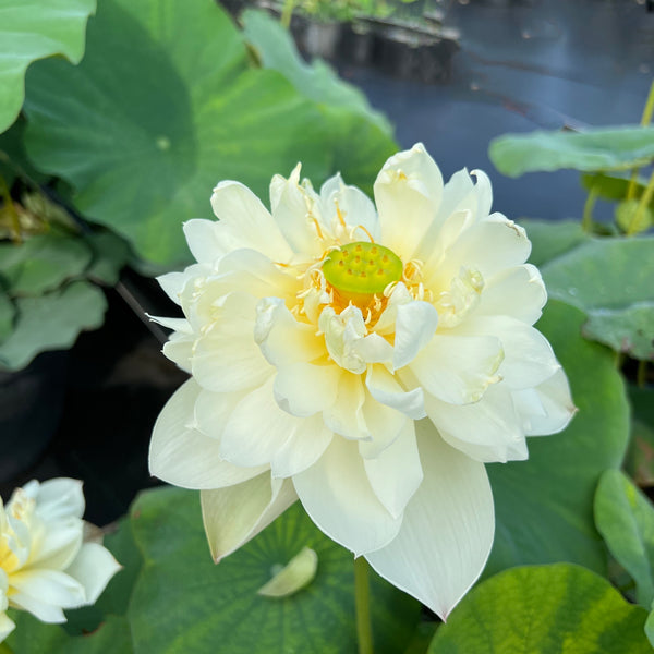 Taihu Deep Love Lotus