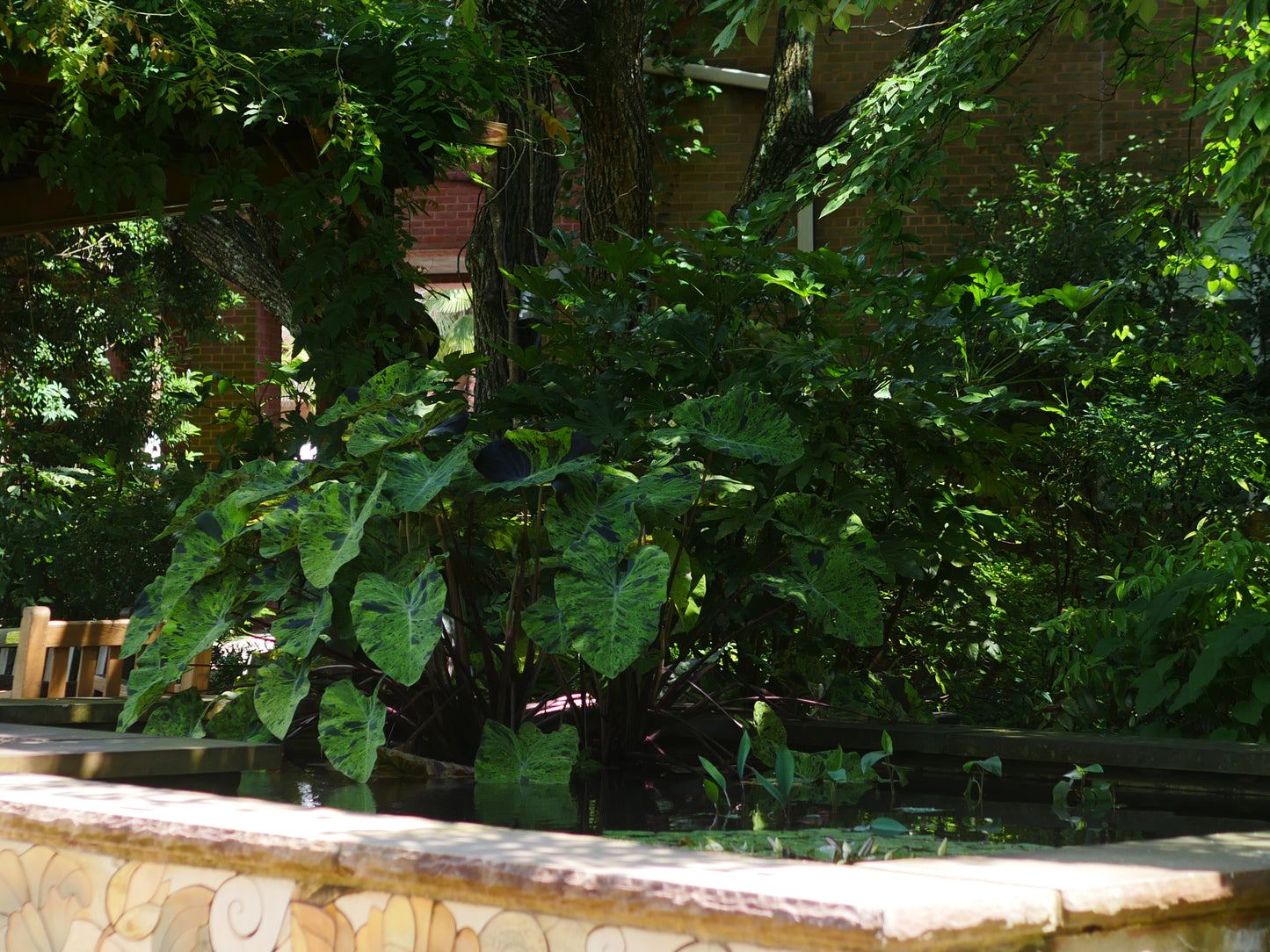 Mojito Taro (Colocasia) <br> Live plants, not bulbs <br> - pondmegastore