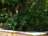 Mojito Taro (Colocasia) <br> Live plants, not bulbs <br> - pondmegastore