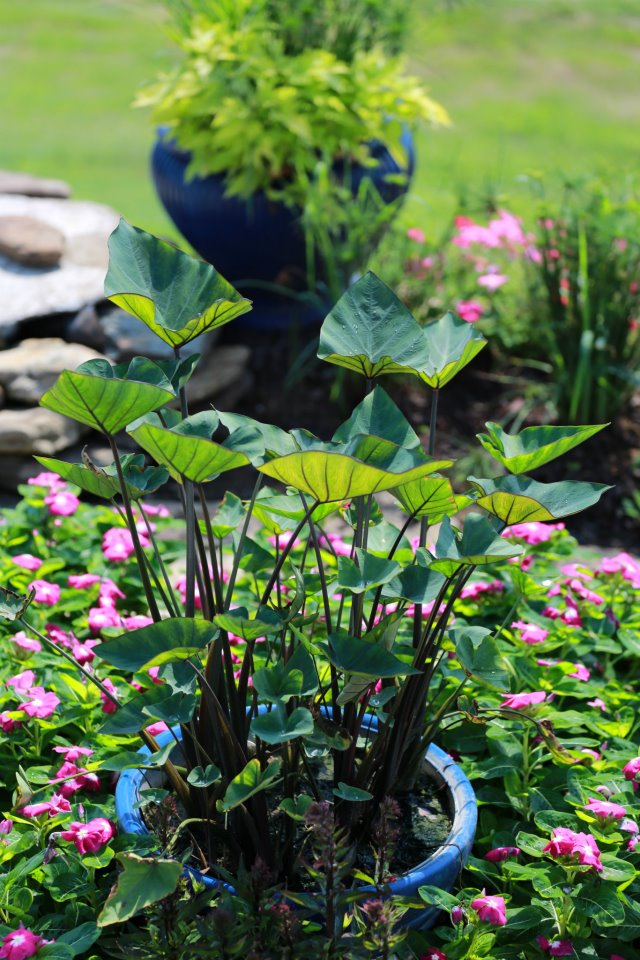 teacup elephant ear plant Colocasia Tea Cup Taro – Pond Megastore