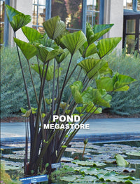 tea cup elephant ear plant care Colocasia Tea Cup Taro – Pond Megastore