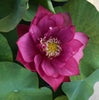 Tender Love Lotus  <br> Non Stop Blooms and Easy to Grow!