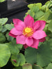 Tender Love Lotus  <br> Non Stop Blooms and Easy to Grow!