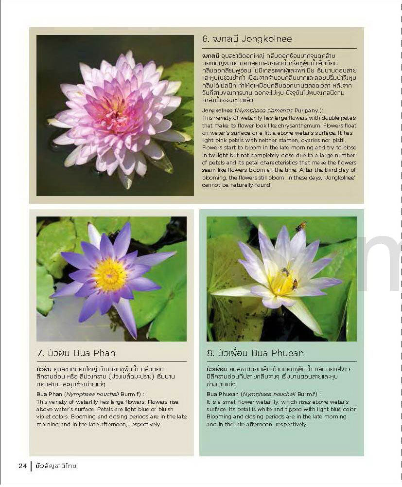 Thai Nationality Waterlily in Pang U Bon <br> by Primlarp Wasuwat & Komgrit Chukiatman <br> Hardcover - pondmegastore