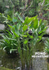 Thalia Dealbata <br> The PERFECT HARDY POND PLANT <Br> Our Favorite for so many reasons!