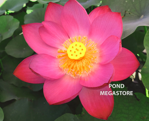 The President Lotus  <br>  Stately, red, single-petal blooms!
