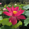 Titan Lotus <br>Spectacular, single-petal red!