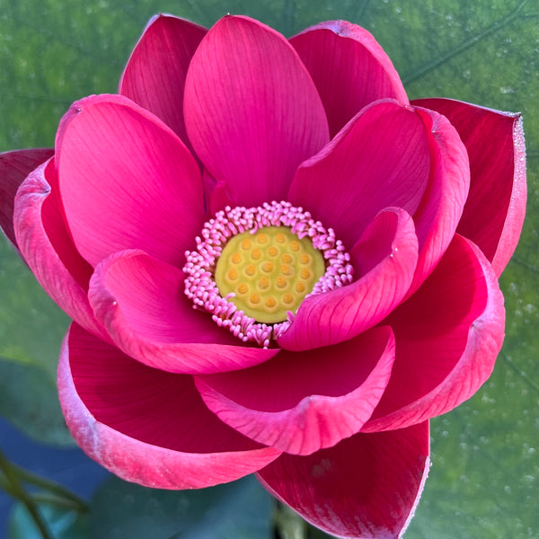 Torch of Nanjing Lotus