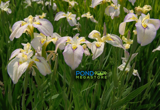 Moonlit Field Iris <br> (Pseudata Bog Iris) <br> 'Tsukiyono' Japanese Iris - pondmegastore
