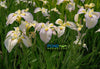 Moonlit Field Iris <br> (Pseudata Bog Iris) <br> 'Tsukiyono' Japanese Iris