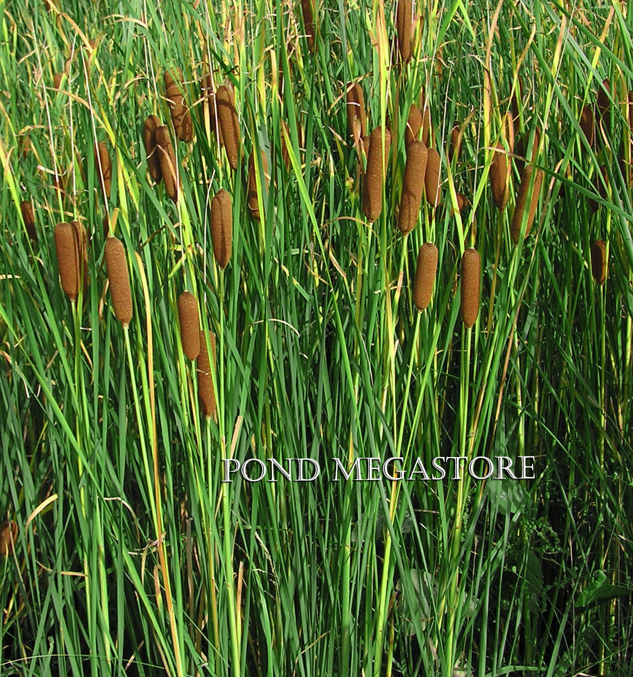 Graceful Dwarf Cattail <br> (Typha Laxmannii) <br> Probably the best cattail variety! - pondmegastore