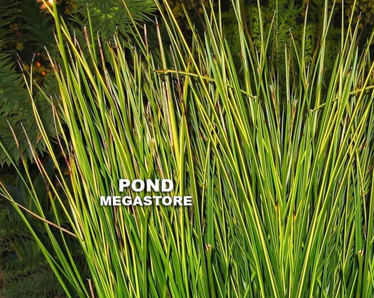 Golden Swords, EVERGREEN! <br> (Baumea Rubig Var.) <br> Variegated Striped Rush - pondmegastore