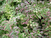 Variegated Celery <br> (Oenanthe Javanica 'Flamingo')<br> Key filtering bog plant - pondmegastore