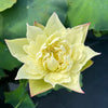 Vermillion Inlaid Gold Lamp Lotus