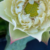 Vermillion Inlaid Gold Lamp Lotus