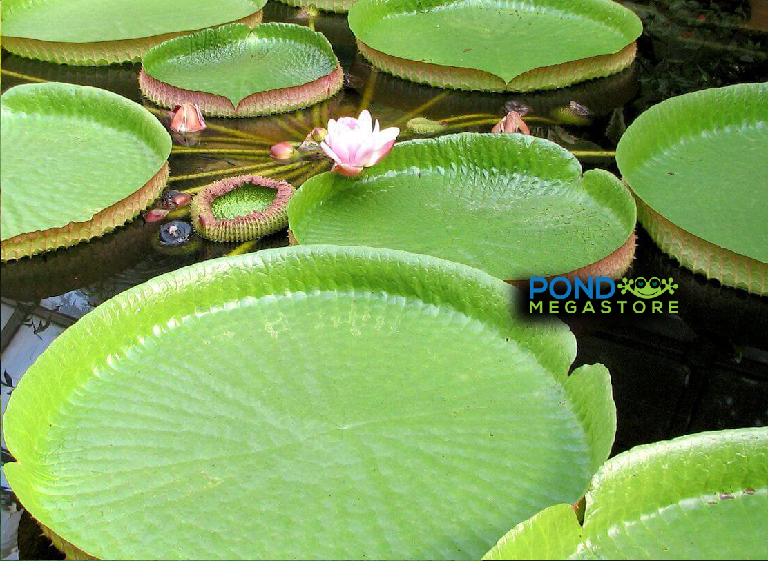 GIANT VICTORIA CRUZIANA WATER LILY - Pond Megastore