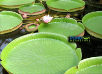 GIANT VICTORIA CRUZIANA WATER LILY - Pond Megastore