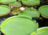 Amazon VICTORIA Cruziana GIANT WATERLILY <br> For Advanced Waterlily Growers! <br> THIS SHIPS IN SPRING & SUMMER