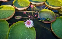 GIANT VICTORIA CRUZIANA WATER LILY - Pond Megastore