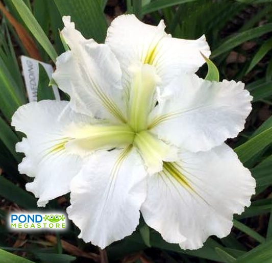 White Iris - Pond Megastore