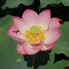 Walker Bradford Lotus <br>  Gorgeous flowers and seed pods!