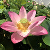 Walker Bradford Lotus <br>  Gorgeous flowers and seed pods!