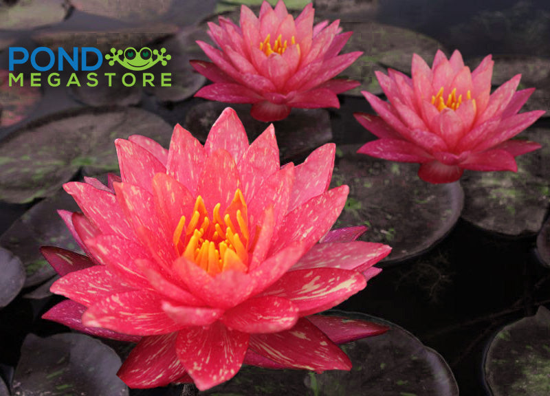 Wanvisa Waterlily <br> Medium Hardy Water Lily <br> Award Winner! - pondmegastore