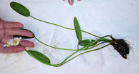 WATER HAWTHORN<br> LIVE PLANTS! Not bulbs!<br> Cool water loving plant <br> Blooms early fall to late spring! - pondmegastore
