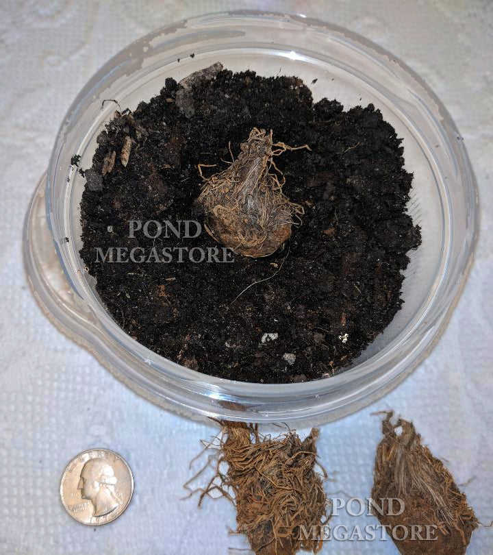 WATER HAWTHORN<br> LIVE PLANTS! Not bulbs!<br> Cool water loving plant <br> Blooms early fall to late spring! - pondmegastore