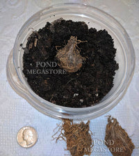 WATER HAWTHORN<br> LIVE PLANTS! Not bulbs!<br> Cool water loving plant <br> Blooms early fall to late spring! - pondmegastore