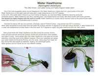 WATER HAWTHORN<br> LIVE PLANTS! Not bulbs!<br> Cool water loving plant <br> Blooms early fall to late spring! - pondmegastore