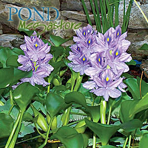 Water Hyacinth (Eichornia Crassipies) <br> Our most popular Floating Pond Plant <br> Live pond plants to your door! - pondmegastore