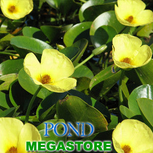 Golden Water Poppies <br> (Hydrocleys Nymphoides) - pondmegastore