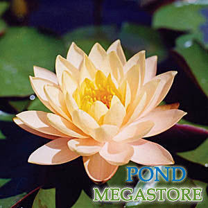Clyde Ikins Waterlily <br> Large Hardy Water Lily <br> - pondmegastore