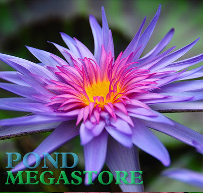 Foxfire Water Lily <br> Day blooming <br> Medium-Large Water Lily <br> Ships Spring 2020 ! - pondmegastore