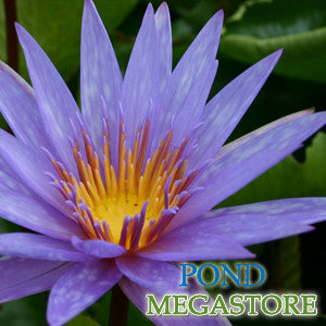 Islamorada Waterlily <br> Medium-Large, Day Bloomer