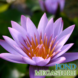 Key Largo Waterlily <br> Medium, Day Bloomer <br>  Ships Spring 2020 ! - pondmegastore