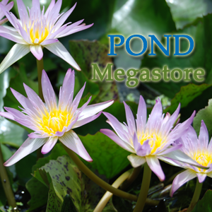 Madame Ganna Walska <br> Medium-Large, Day Bloomer <br> - pondmegastore