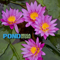 Maroon & Pink Waterlily <br> Medium, Blooms daily into October <br> - pondmegastore