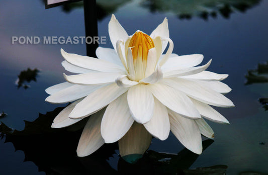 Missouri Waterlily <br> Large, Night Bloomer - pondmegastore
