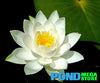 Moon Dance Water Lily <br> Large Hardy Water Lily