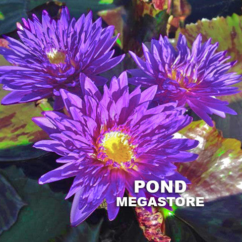 Morada Bay Waterlily <br> Medium-Large, Day Bloomer - pondmegastore