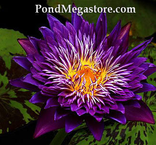 Plum Crazy Water Lily <br> Day blooming <br> Medium-Large Water Lily  <br>  Ships Spring 2020 ! - pondmegastore