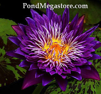 Plum Crazy Water Lily <br> Day blooming <br> Medium-Large Water Lily