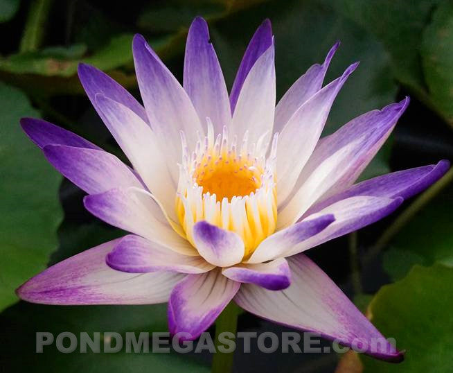 Purple Joy Water Lily <br> Day blooming <br> Medium-Large Water Lily  <br> Ships Spring 2020 ! - pondmegastore