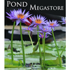 Rhonda Kay Water Lily <br> Day blooming