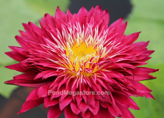 Scarlet Flame Water Lily <br> Day blooming <br> Medium-Large Water Lily <br> - pondmegastore
