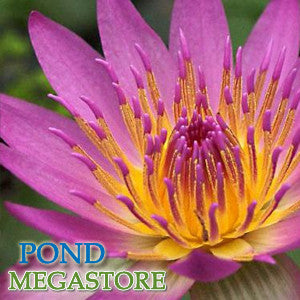 Shirley Bryne Waterlily <br> Medium-Large, Day Bloomer - pondmegastore