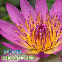 Shirley Bryne Waterlily <br> Medium-Large, Day Bloomer - pondmegastore